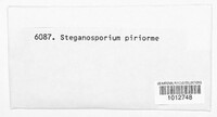 Stegonsporium pyriforme image